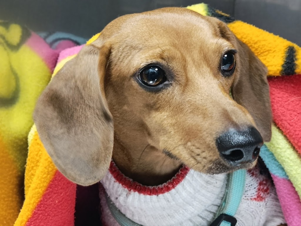 Clinica Veterinaria Axarquia