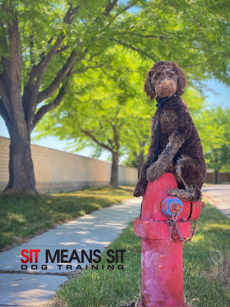 Sit Means Sit Dog Training Salt Lake City in West Jordan