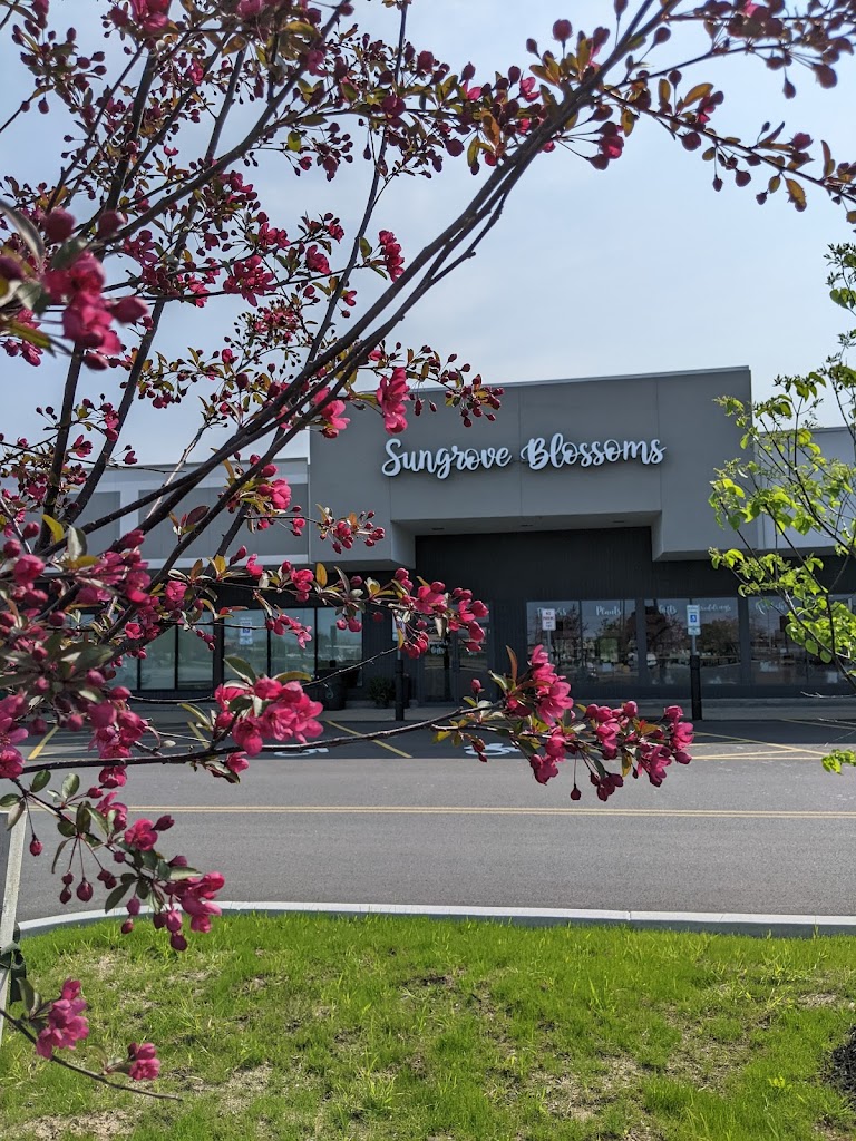 Sungrove Blossoms