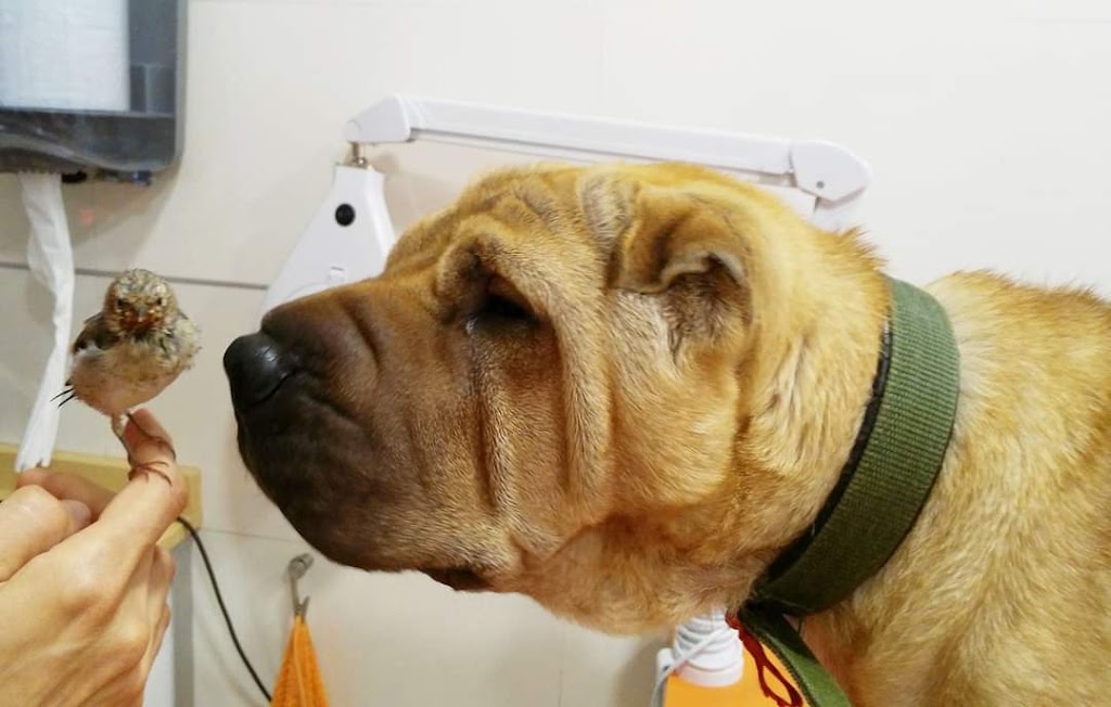Clinica Veterinaria Mon Viu Orriols — Del propietario