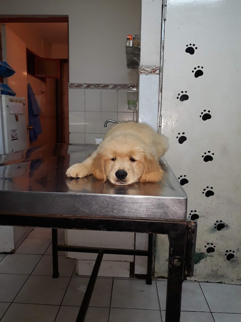 Perro