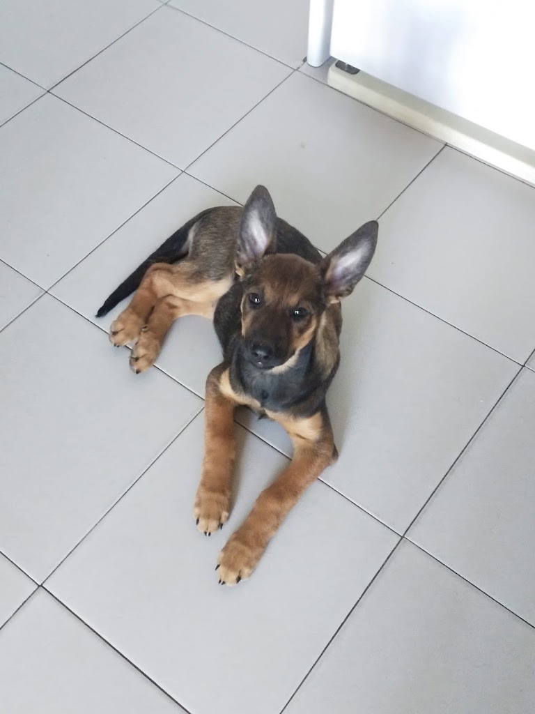Clinica Veterinaria Las Rozas GAIA