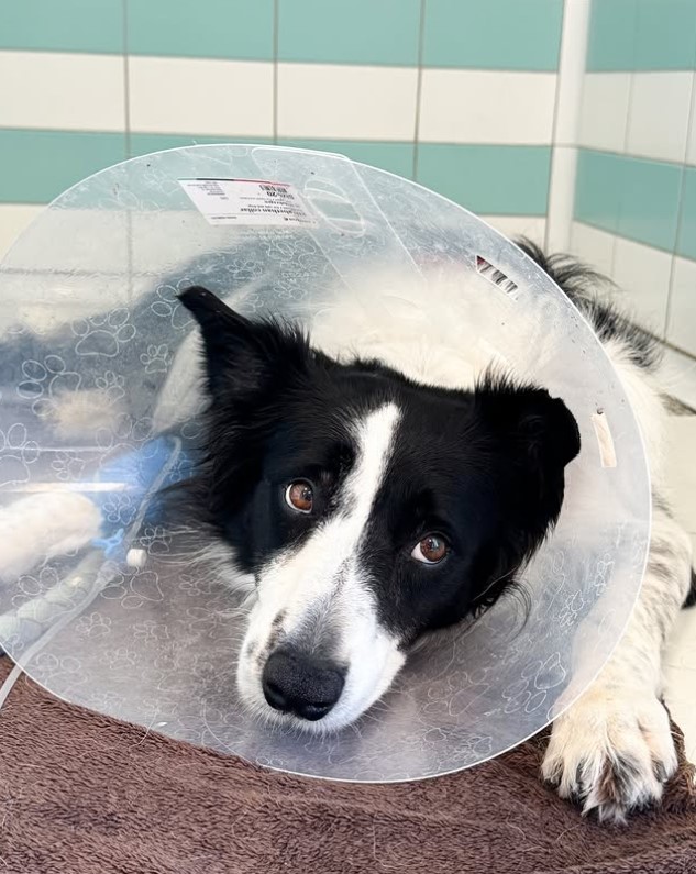Hospital Veterinario del Mar - Castellon — Del propietario