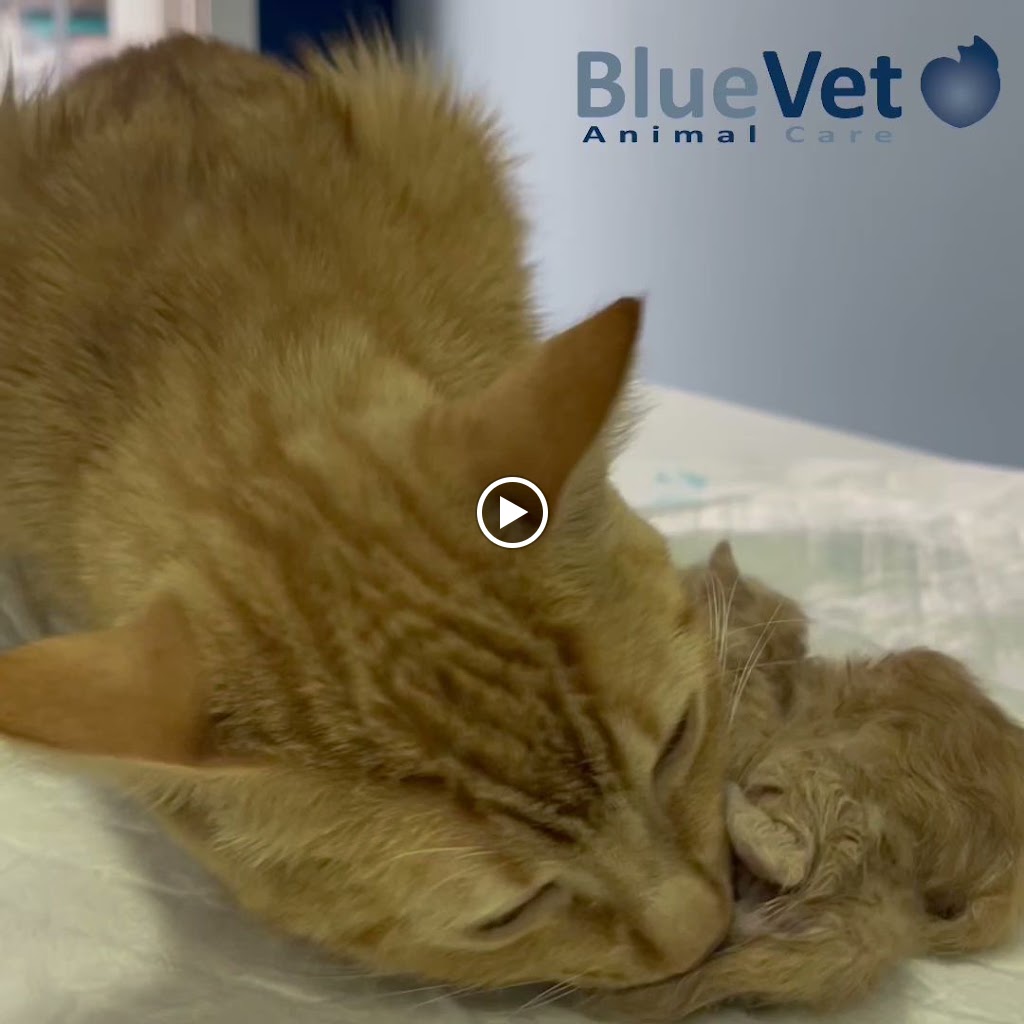 BlueVet Veterinario Villanueva de la Canada — Del propietario