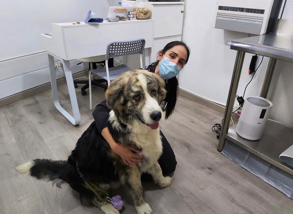 Centro Veterinario El Castell — Perro