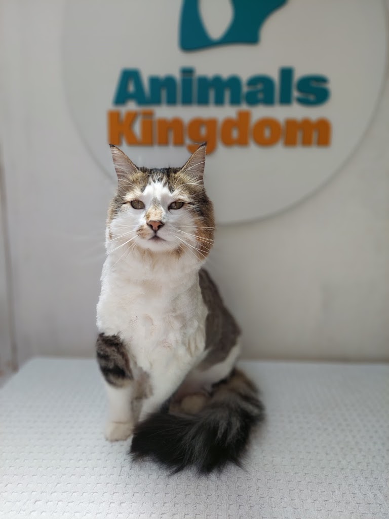 Gato