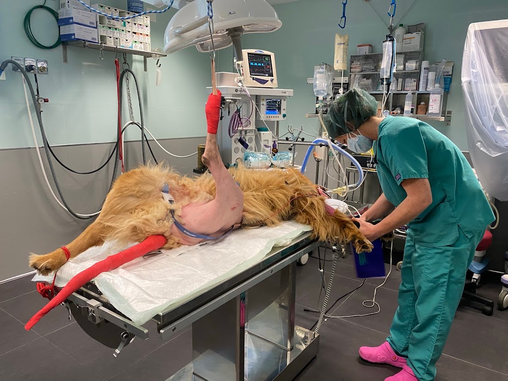 Myramar Animal Hospital - Veterinaria Fuengirola — Del propietario