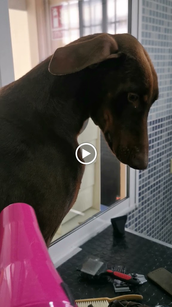 MECOVET CLINICA VETERINARIA — Videos