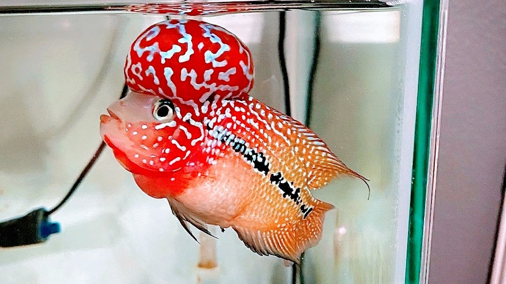 Shaziya flowerhorn aquarium - Flowerhorn fish in Coimbatore
