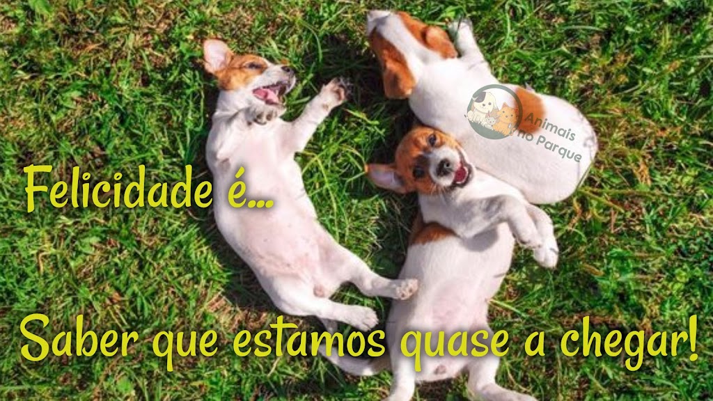 Cachorro