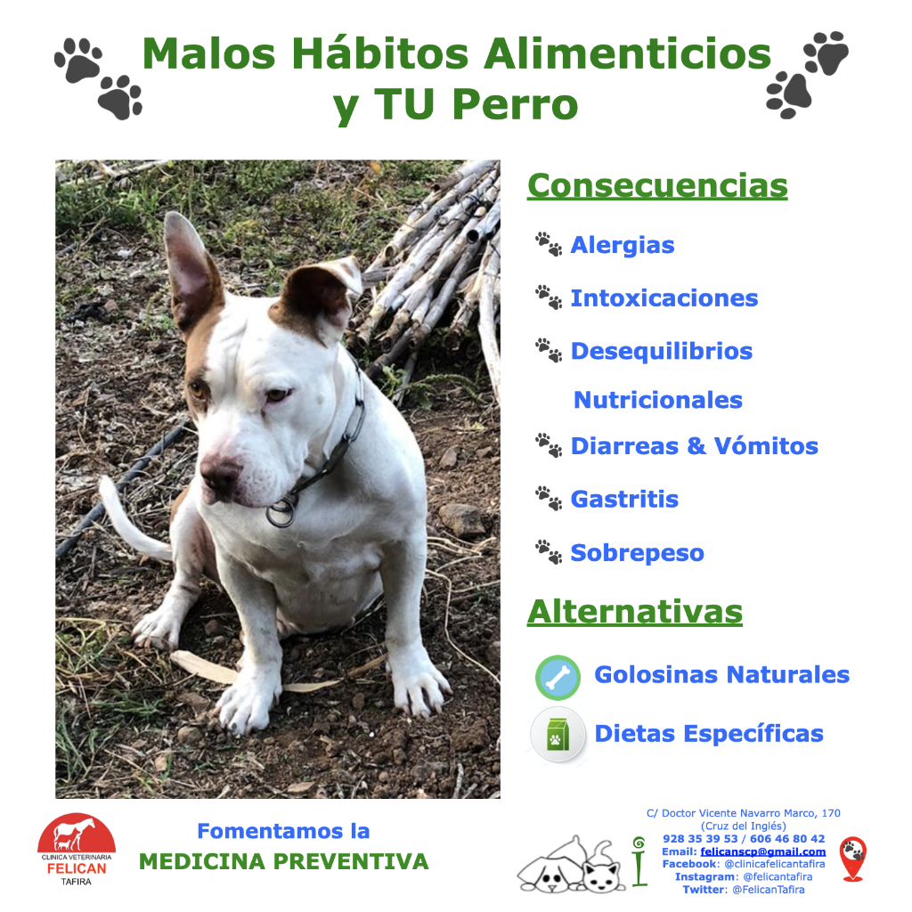 Clinica Veterinaria Felican Tafira — Perro