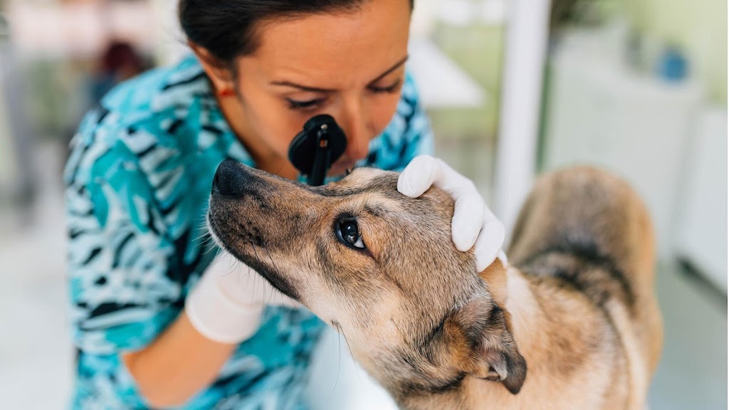 Vets Help en San Pedro de la Paz