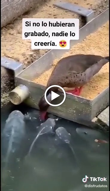 Cerveceria Lucas — Videos