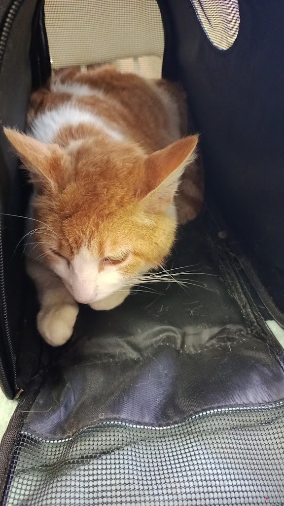 Gato