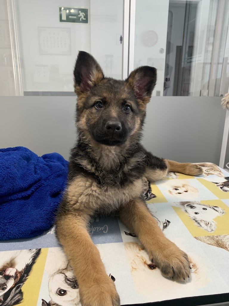 Maricel veterinaris — Perro