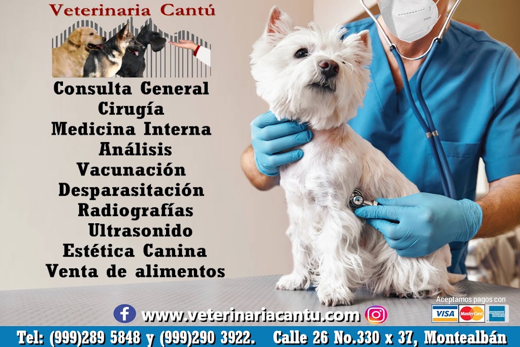 Veterinaria Cantu — Perro