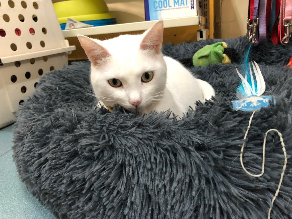 Clinica Veterinaria Felican Tafira