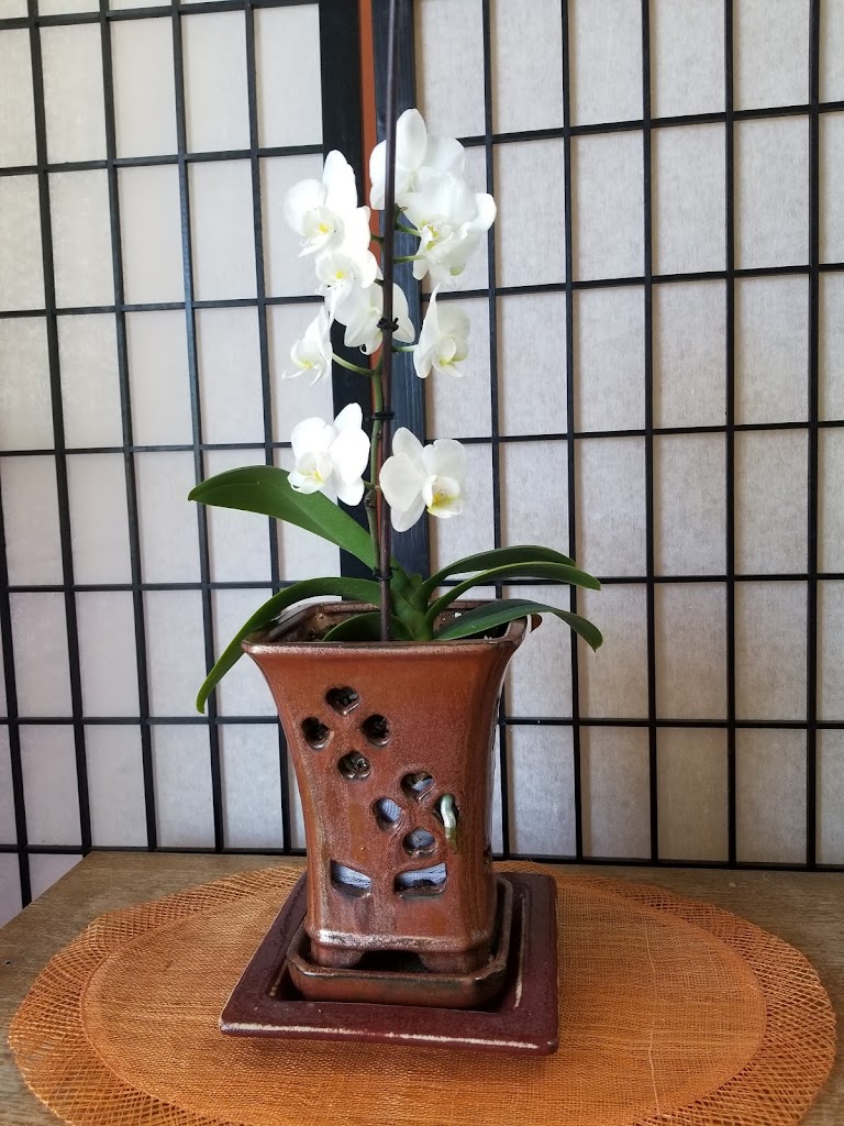  Aurora Yoga & Tai Chi