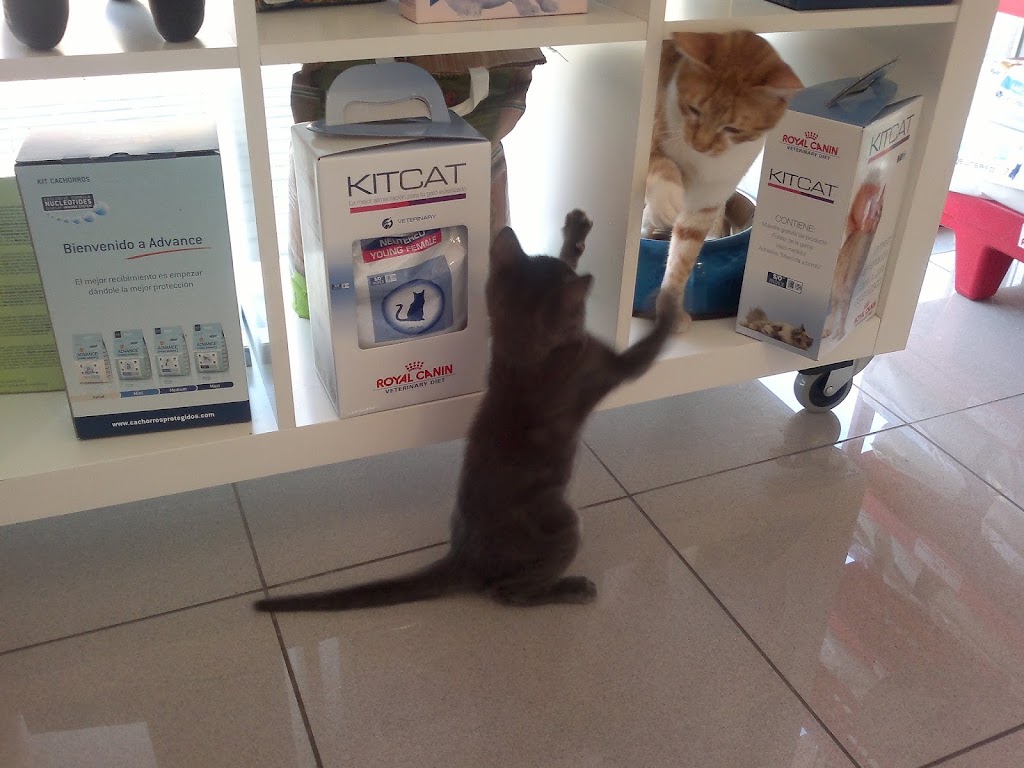 Campeon Clinica Veterinaria