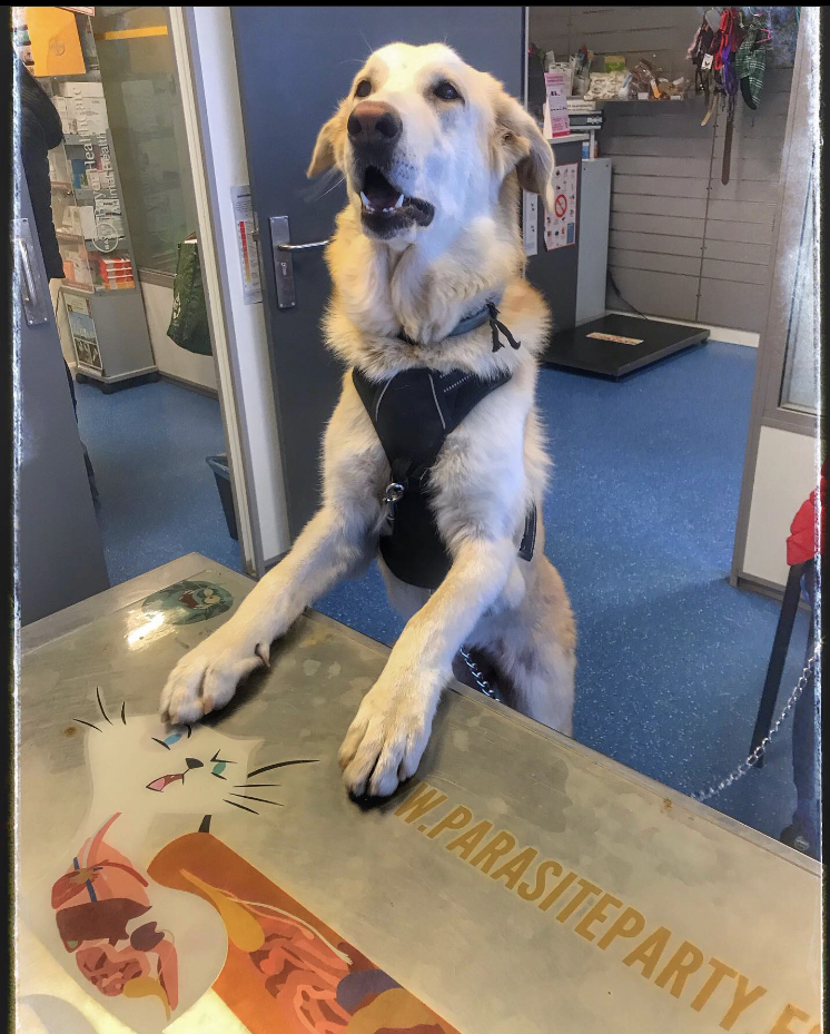 Clinica Veterinaria Elu — Perro