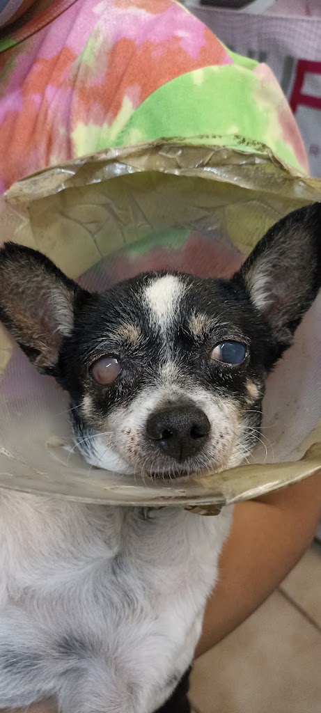 Veterinaria Animal care