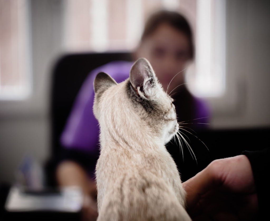 Clinica Veterinaria Plaza la Virgen Cullera — Gato