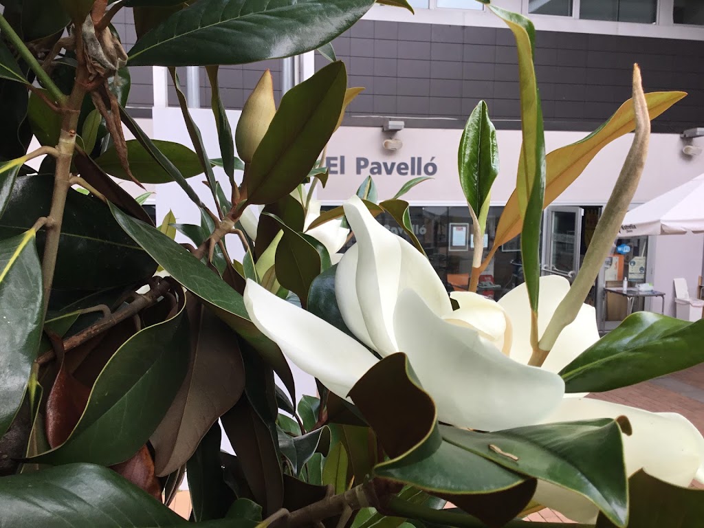 Bar Cafeteria EL PAVELLO — Del propietario
