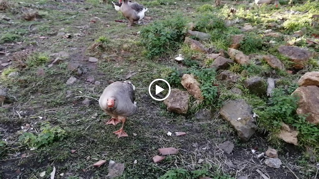 Restaurante Los Castanales — Videos