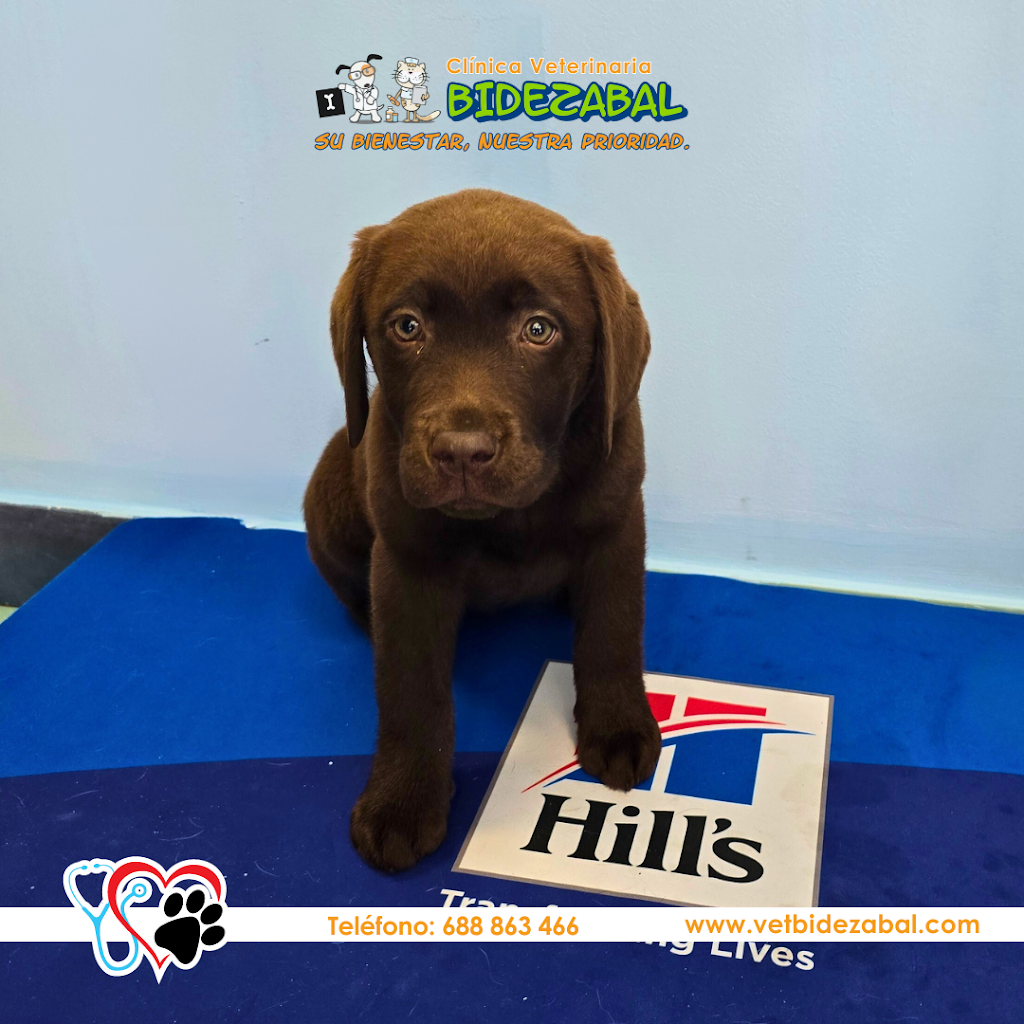 Clinica Veterinaria Bidezabal — Perro