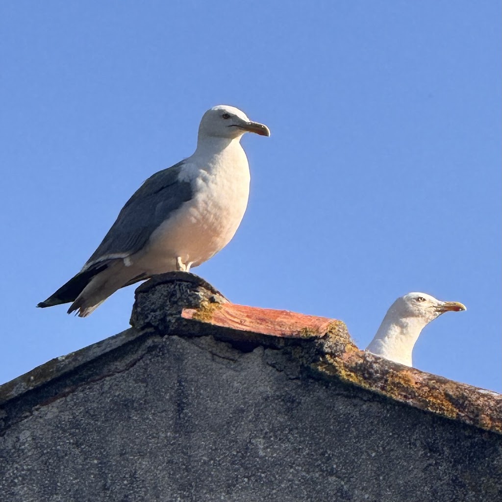 Aparcadoiro provisional da rua Lalin