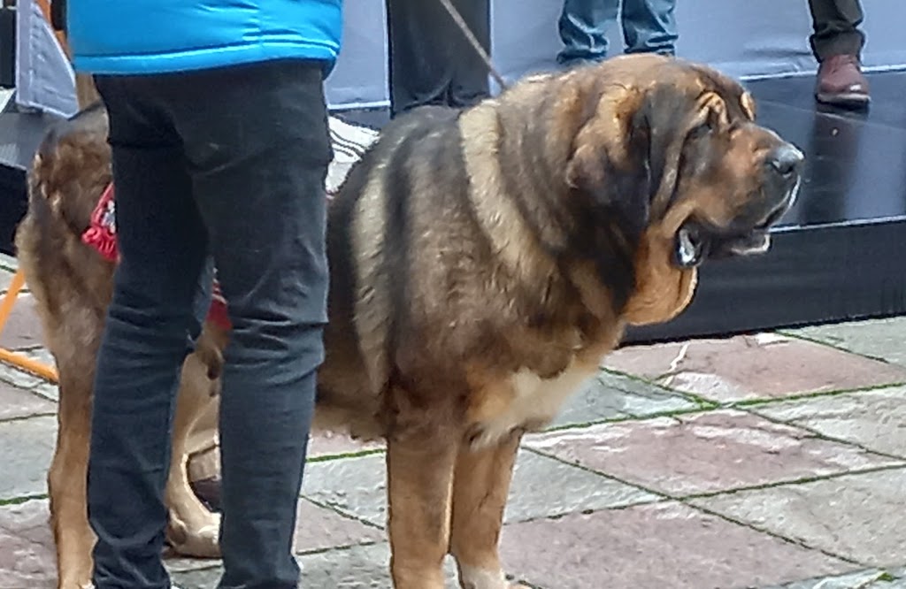 Veterinario Alfredo Riera — Perro