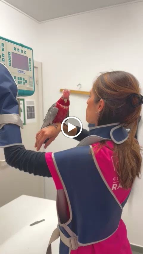 Clinica Veterinaria Grau — Videos