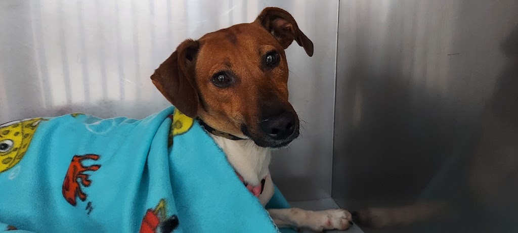Centro Veterinario Azahara — Perro