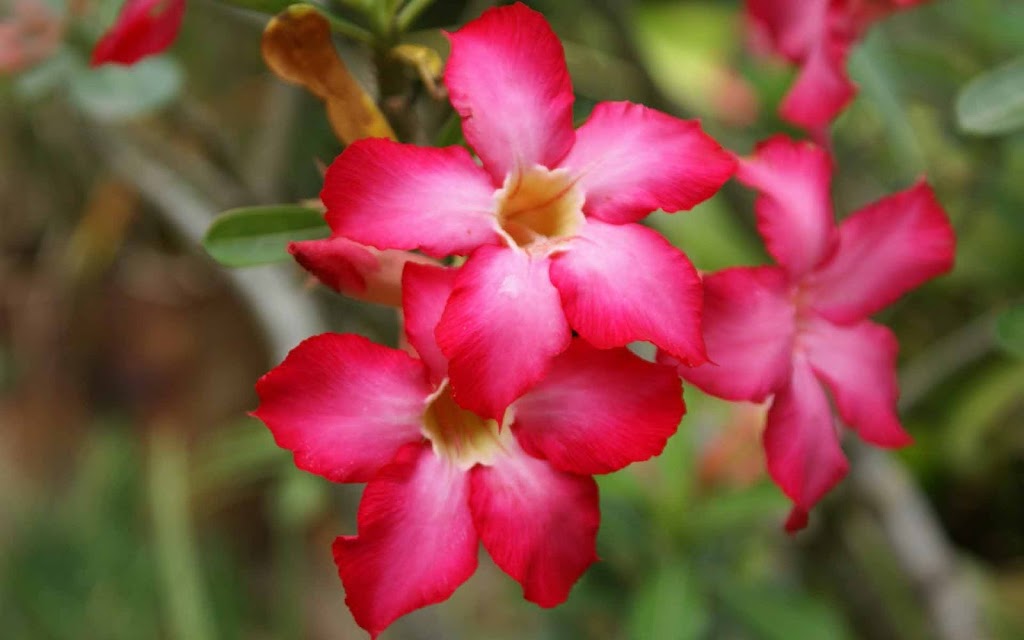 Amedeo's Florist