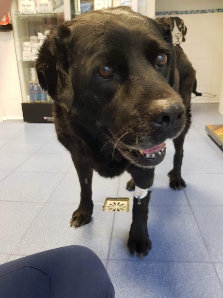 Hospital Veterinario Ferral — Del propietario