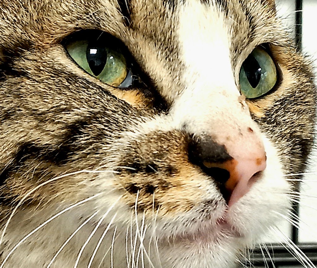 Veterinario Alfredo Riera — Gato