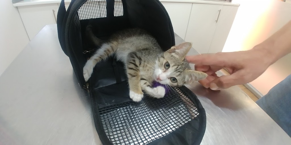 VANVET VETERINARIA — Gato