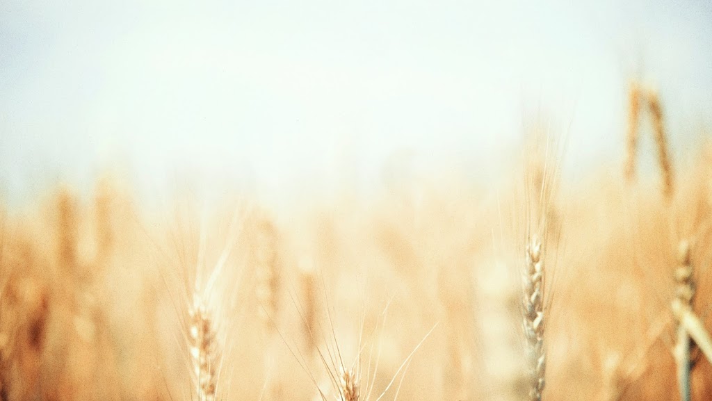 Harvest Media