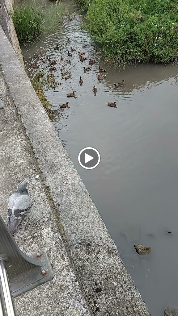 Los Chopos — Videos