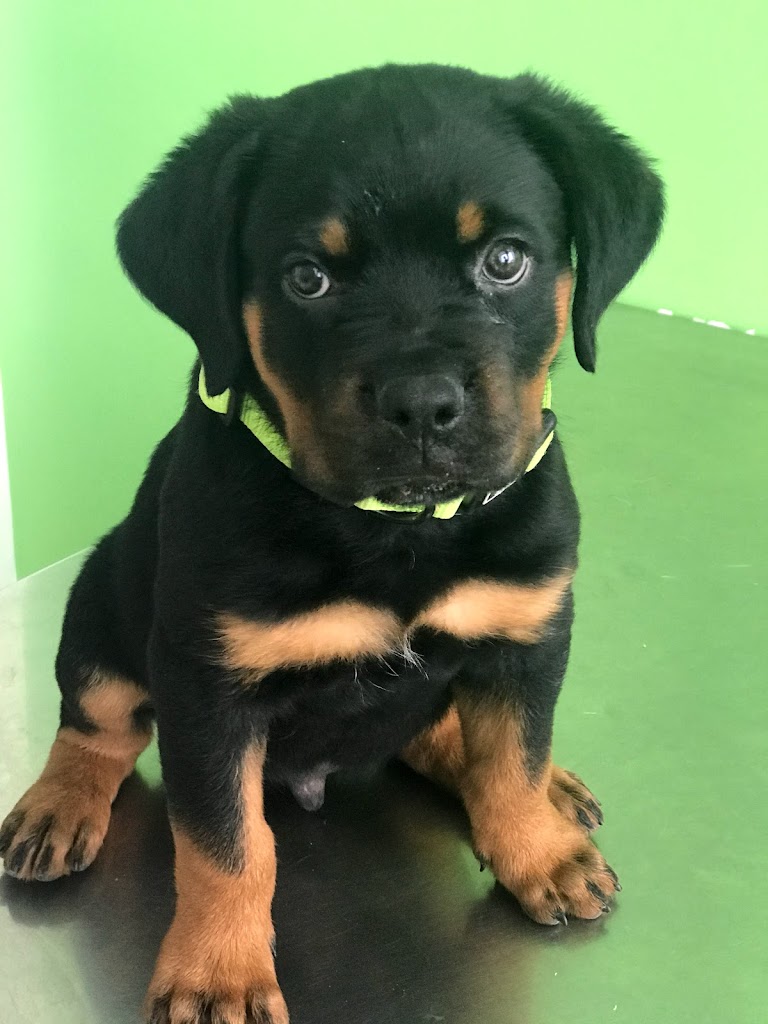 Quart Clinica Veterinaria Valencia