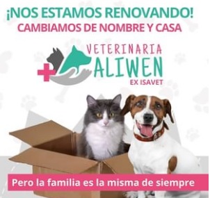 Gato