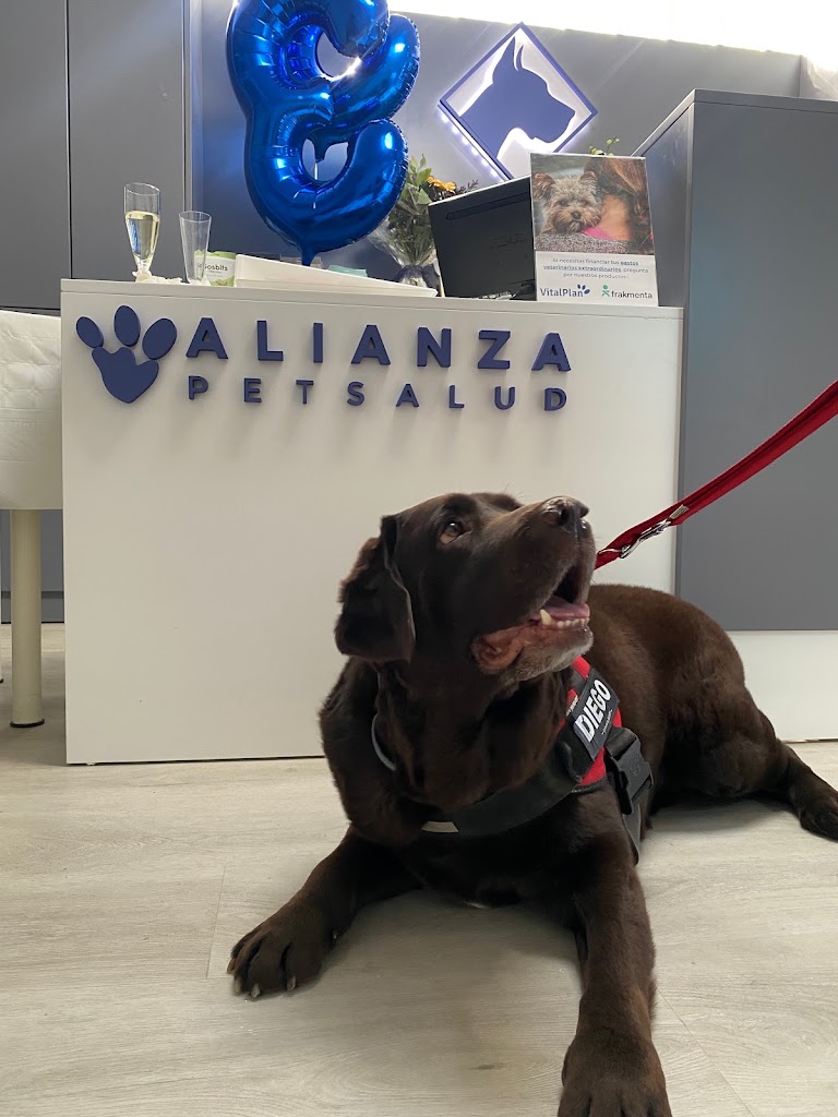 Clinica Veterinaria Dogo Azul Elviria — Perro