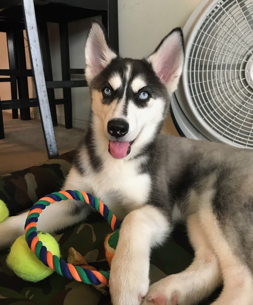 Perro
