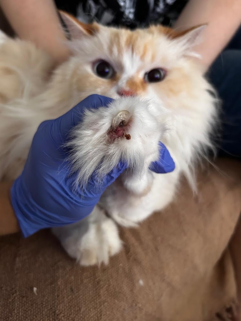 Susann Home Vet - Veterinaria a Domicilio — Del propietario