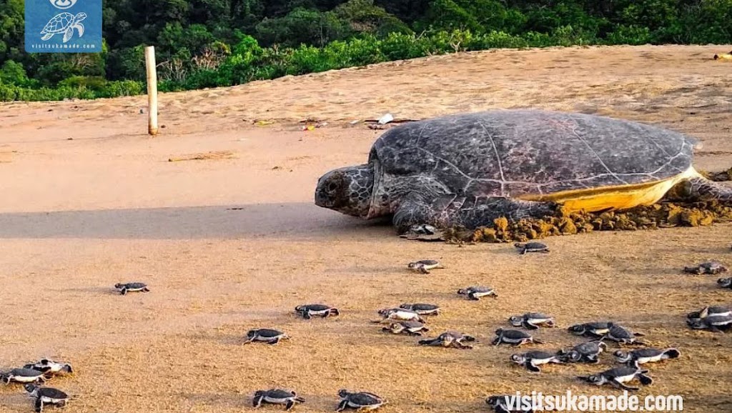 Sukamade Camping Ground