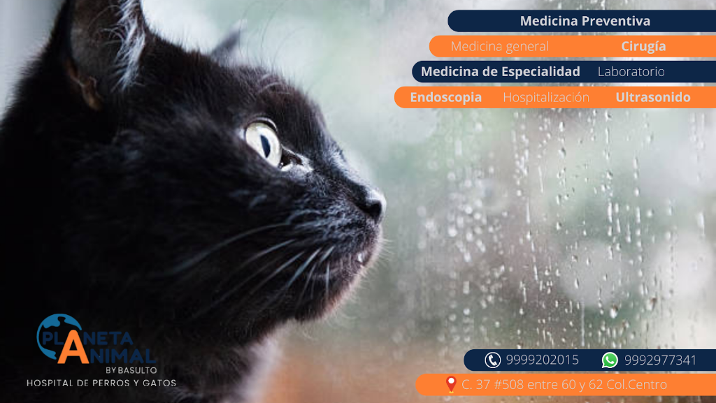 MEDICINA Y CIRUGIA PARA PERROS Y GATOS. PLANETA ANIMAL