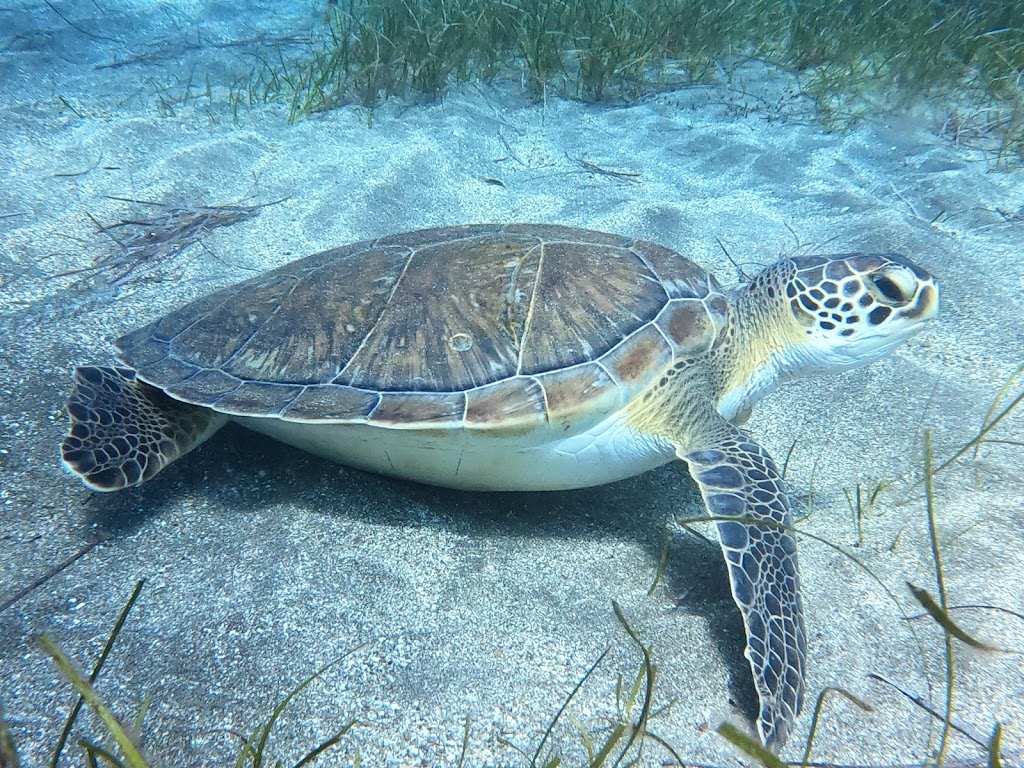 Scubafriends Tenerife