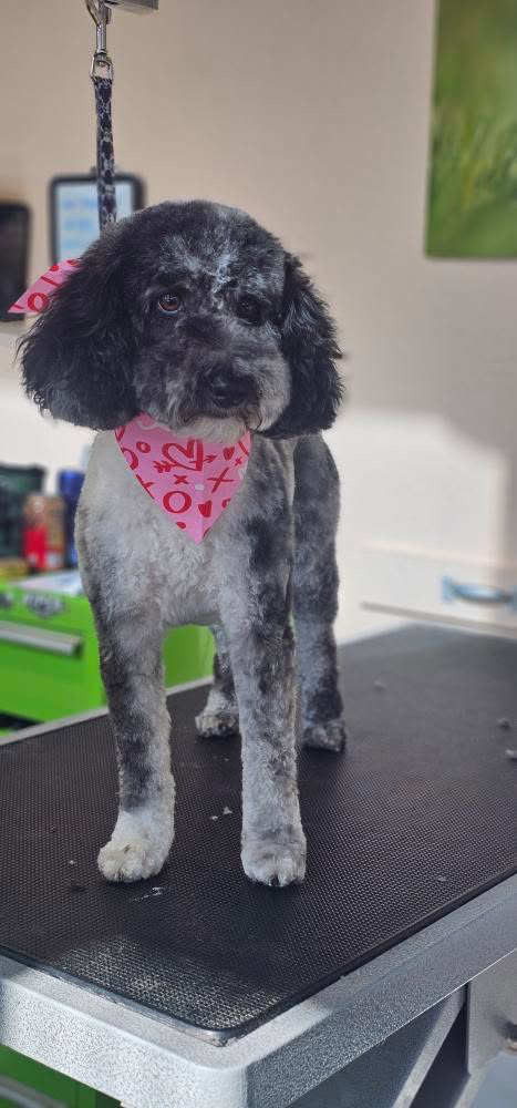 Happi Pup Spa Grooming in Salt Lake City