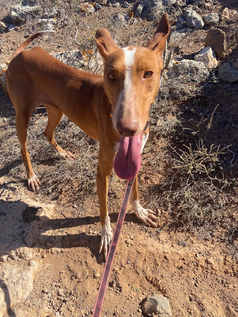 Albergue de Animales de Teguise
