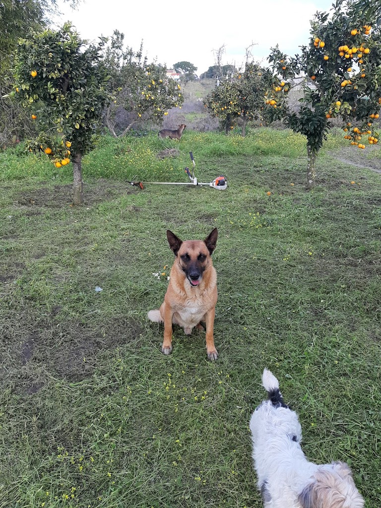 Cachorro